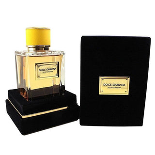 Velvet Ginestra by Dolce and Gabbana for Women - 5 oz EDP Spray